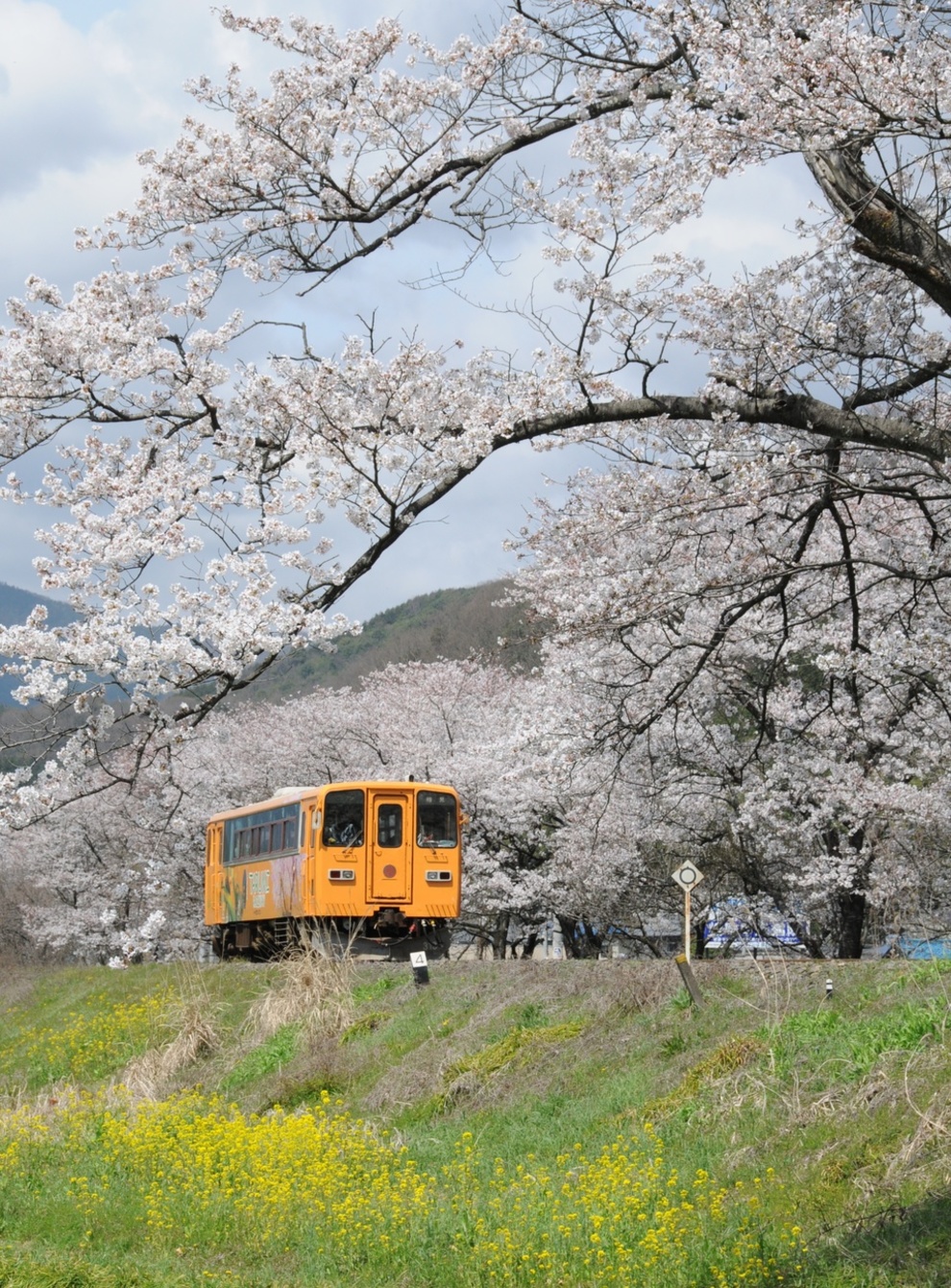 「岐阜の春旅　岐阜のローカル線特集」